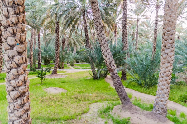 Palms Ain Oasis United Arab Emirates — Stock Photo, Image