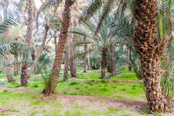 Palms Ain Oasis United Arab Emirates — Stock Photo, Image