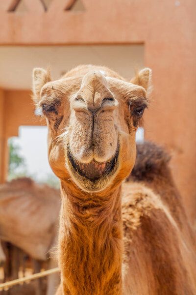 Верблюд на рынке Анимал в Эль-Айне, Объединенные Арабские Эмираты

