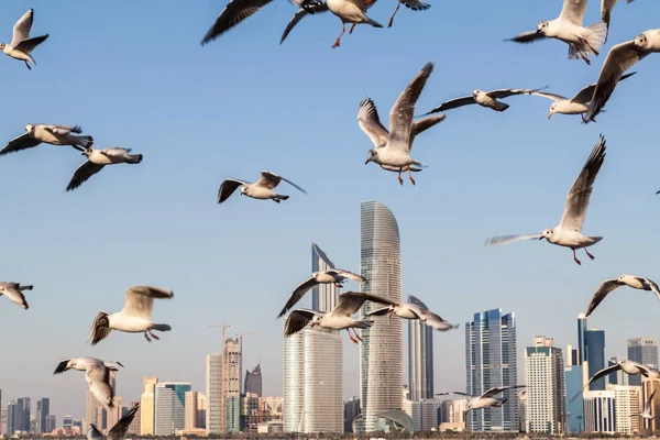 Skyline Von Abu Dhabi Mit Möwen Vereinigte Arabische Emirate — Stockfoto