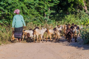 Bagan, Myanmar - 6 Aralık 2016: Kadın herder ile onun keçi Bagan, Myanmar