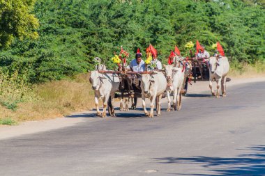 Bagan, Myanmar - 6 Aralık 2016: Bagan, Myanmar bir yolda arabaları çekti Zebu