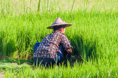 HPa bir, Myanmar - 13 Aralık 2016: yerel kadın Saddan mağara Hpa yakınındaki bir pirinç tarlada çalışan bir, Myanmar