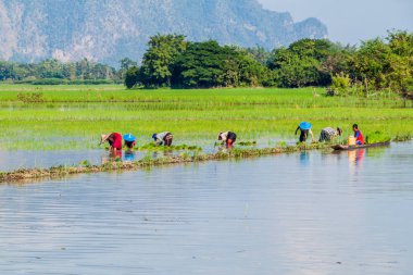HPa bir, Myanmar - 13 Aralık 2016: yerel halkın pirinç Saddan mağara Hpa yakınındaki yakınındaki bir, Myanmar dikim