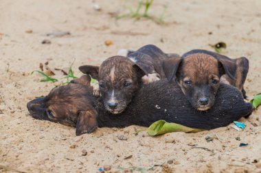 arka plan üzerinde kum sevimli yavru