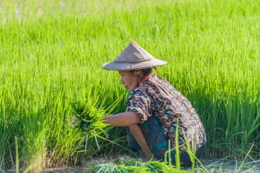 HPa bir, Myanmar - 13 Aralık 2016: yerel kadın Saddan mağara Hpa yakınındaki bir pirinç tarlada çalışan bir, Myanmar