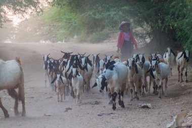 Bagan, Myanmar - 7 Aralık 2016: Yerel herder keçi Bagan, Myanmar