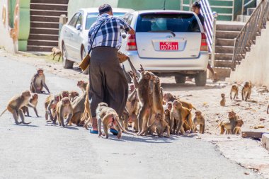 MT Popa, Myanmar - 8 Aralık 2016: Mt Popa Tapınak, Myanmar besleniyor makak