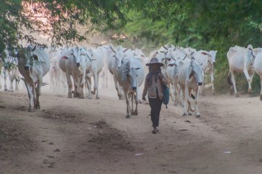 Bagan, Myanmar - 7 Aralık 2016: Zebu Bagan, Myanmar ile yerel herder