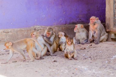 Maymunların Mt Popa temple, Myanmar yakınındaki