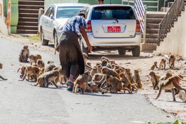 MT Popa, Myanmar - 8 Aralık 2016: Mt Popa Tapınak, Myanmar besleniyor makak