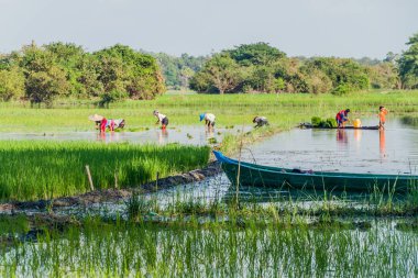 HPa bir, Myanmar - 13 Aralık 2016: yerel halkın pirinç Saddan mağara Hpa yakınındaki yakınındaki bir, Myanmar dikim