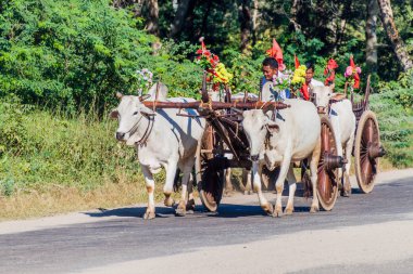 Bagan, Myanmar - 6 Aralık 2016: Bagan, Myanmar bir yolda arabaları çekti Zebu