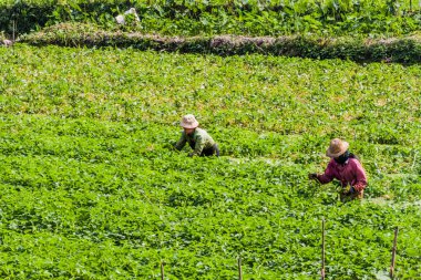 Yangon, Myanmar - 16 Aralık 2016: Çiftçiler Yangon yakınındaki bir su ıspanak toplamak.