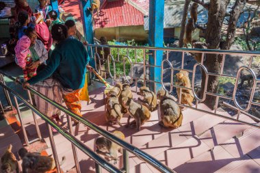 MT Popa, Myanmar - 8 Aralık 2016: İnsan ve maymunların Mt Popa, Myanmar için merdiven