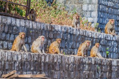 Maymunların Mt Popa temple, Myanmar yakınındaki