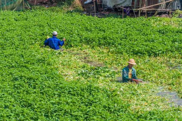 Янгон Мьянма Декабря 2016 Года Фермеры Собирают Водный Шпинат Возле — стоковое фото