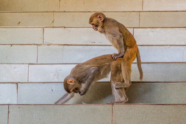 Копуляционные Макаки Лестнице Храму Горы Попа Мьянма — стоковое фото