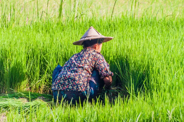 HPa bir, Myanmar - 13 Aralık 2016: yerel kadın Saddan mağara Hpa yakınındaki bir pirinç tarlada çalışan bir, Myanmar