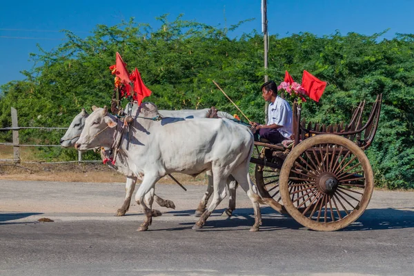 Bagan Birma Grudnia 2016 Zebu Wyciągnął Koszyk Drodze Bagan Birma — Zdjęcie stockowe