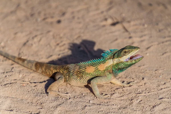 Lagarto Forestal Indochino Calotes Mystaceus Bagan Myanmar — Foto de Stock