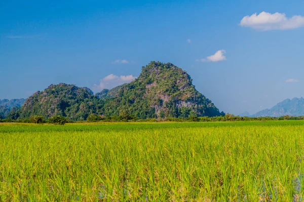 Landscape Rice Field Hpa Myanmar — Stock Photo, Image