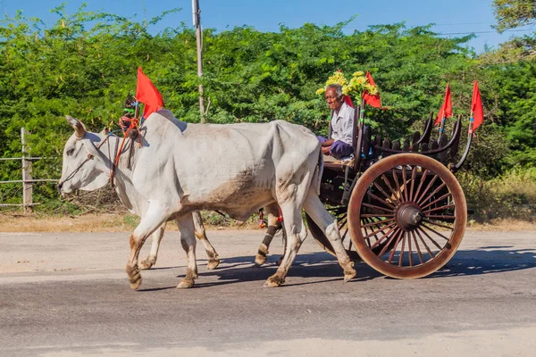 Bagan Birma Grudnia 2016 Zebu Wyciągnął Koszyk Drodze Bagan Birma — Zdjęcie stockowe