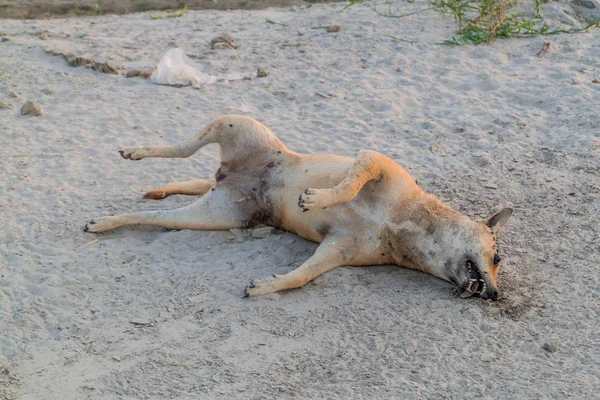 Corps Chien Mort Sur Une Plage — Photo