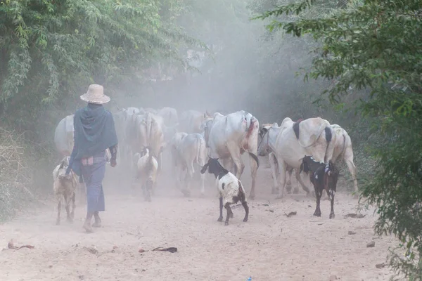 Místní Pastýř Zebu Bagan Myanmar — Stock fotografie