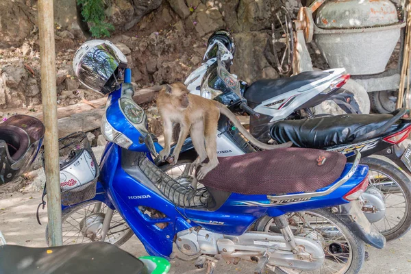 Гпа Мянмар Декабря 2016 Года Макак Мотоцикле Возле Пещеры Ятайпян — стоковое фото