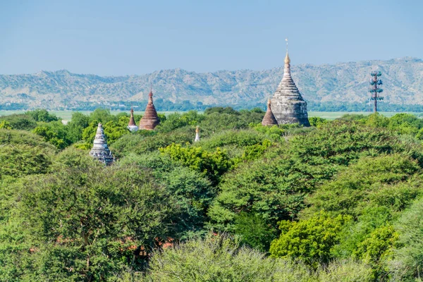 Forêt Sommets Des Temples Bagan Myanmar — Photo