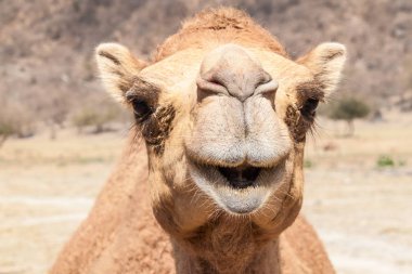 Salalah yakınlarındaki Wadi Dharbat de Deve, Umman
