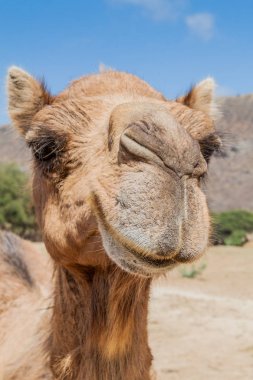 Camel in Wadi Dharbat near Salalah, Oman clipart