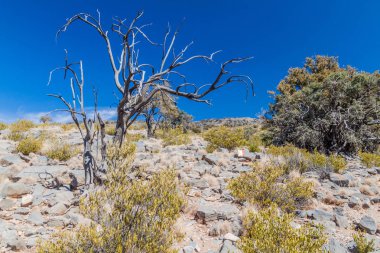 Hacer Dağları Manzarası, Umman. Umman'ın en yüksek dağı olan Jebel Shams'a yürüyüş parkurunun işaretleri.