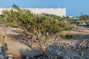 Frankincense tree (Boswellia sacra) near Salalah, Oman clipart