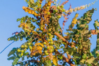 Salalah, Umman yakınlarındaki buhur ağacının (Boswellia sacra) detayı