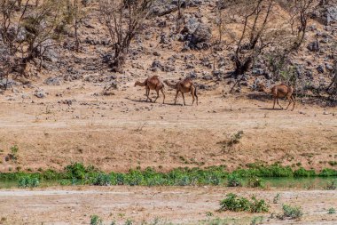 Salalah yakınlarındaki Wadi Dharbat de Develer, Umman