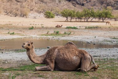 Salalah yakınlarındaki Wadi Dharbat de Develer, Umman