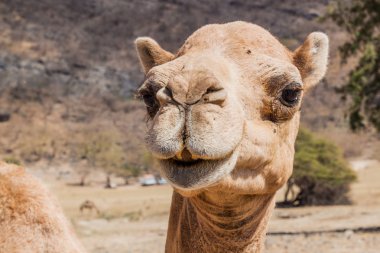 Salalah, Umman yakınlarındaki Wadi Dharbat bir deve detay