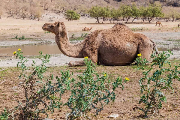 Chameaux Wadi Dharbat Près Salalah Oman — Photo