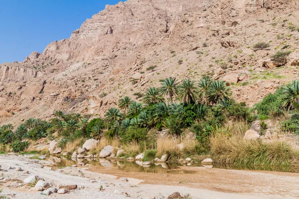 Palme Nella Valle Del Wadi Tiwi Oman — Foto Stock