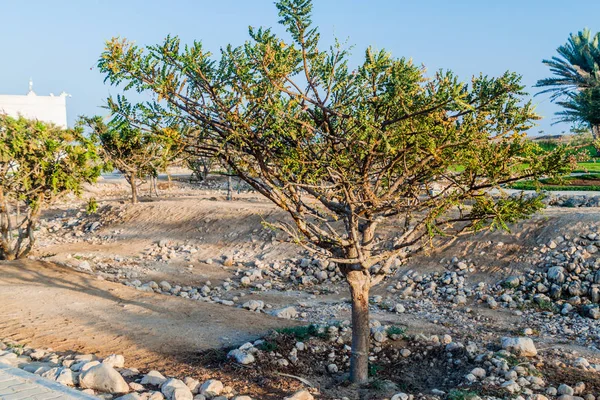 Weihrauchbaum Boswellia Sacra Der Nähe Von Salalah Oman — Stockfoto