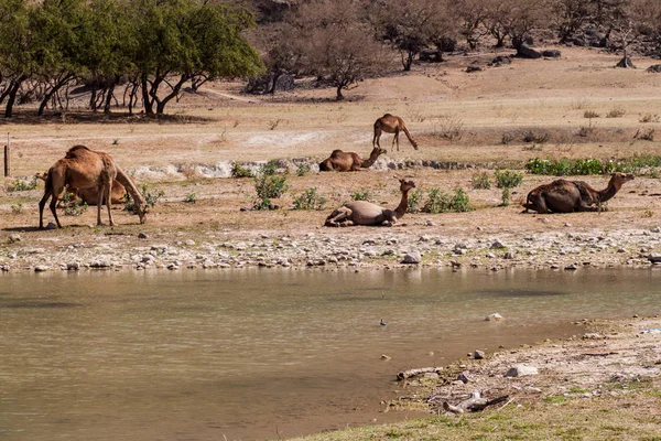 Camels Wadi Dharbat Nära Salalah Oman — Stockfoto