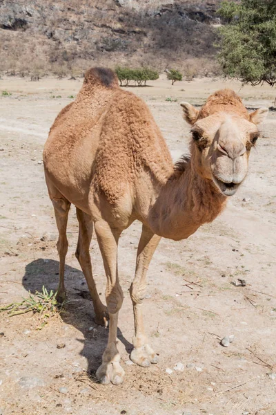 Velbloud Wádí Dharbat Nedaleko Salalah Omán — Stock fotografie