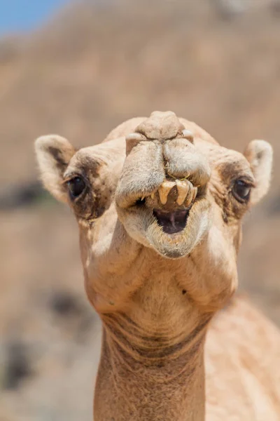 Detalj Kamel Wadi Dharbat Nära Salalah Oman — Stockfoto