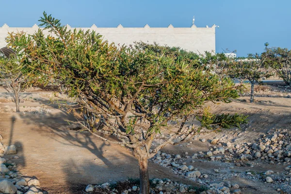 Encens Boswellia Sacra Près Salalah Oman — Photo