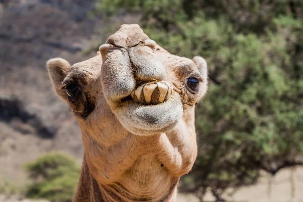 Detalhe Camelo Wadi Dharbat Perto Salalah Omã — Fotografia de Stock