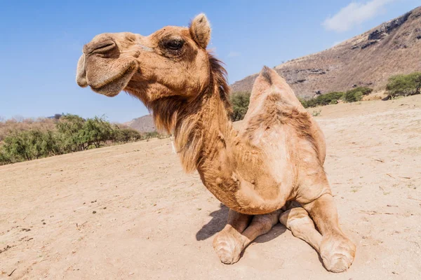 Camel Wadi Dharbat Perto Salalah Omã — Fotografia de Stock