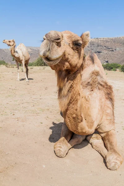 Camelos Wadi Dharbat Perto Salalah Omã — Fotografia de Stock