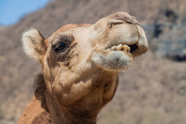 Λεπτομέρεια Καμήλας Στο Ουάντι Ντιχάργουι Κοντά Σαλαλάχ Ομάν — Φωτογραφία Αρχείου